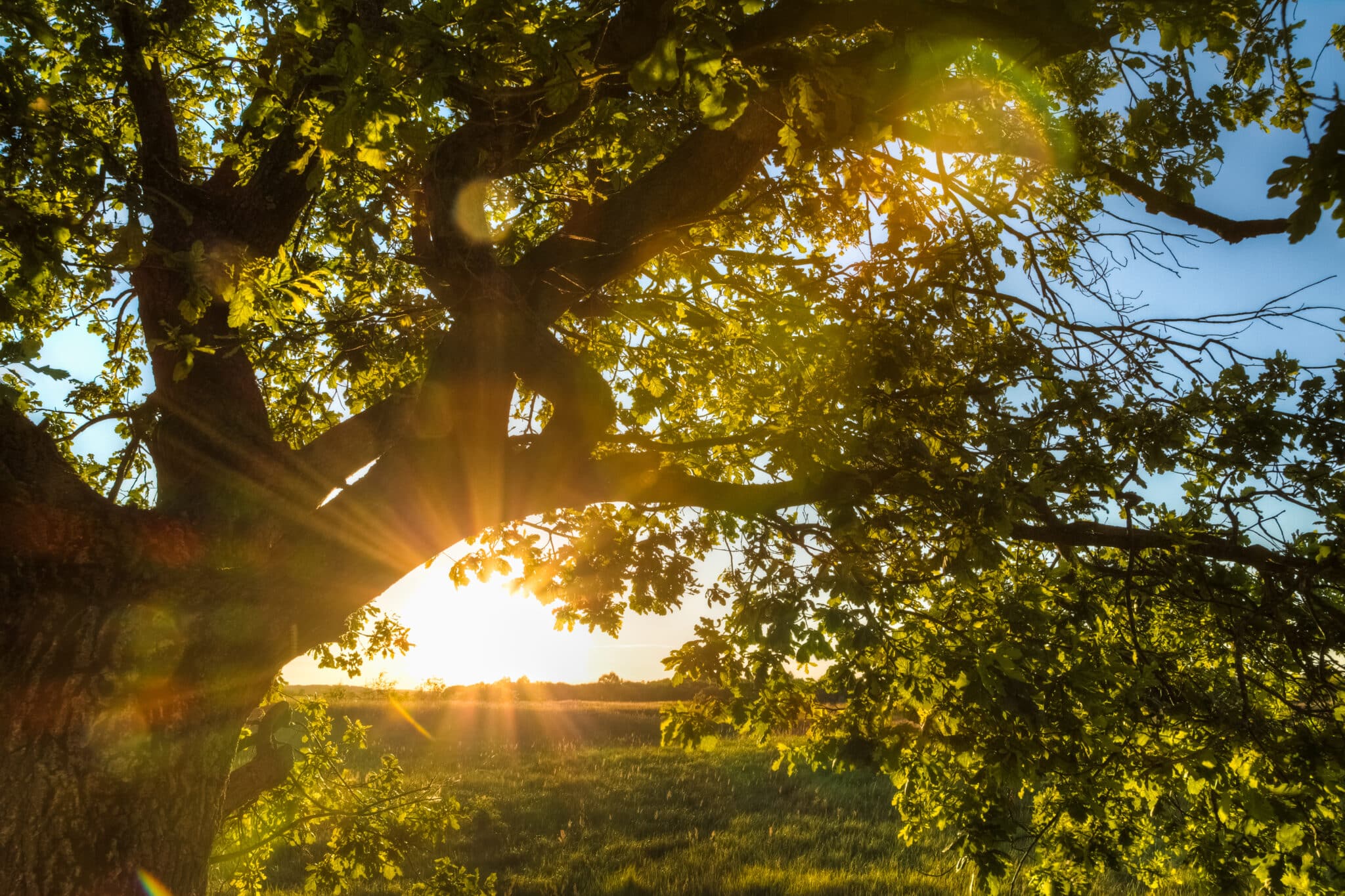 The sun's rays in oak foliage - Courtney Beck Natures Beauty
